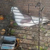 پرنده معاوضه با پرندگان مرغ عشق فنچ و قناری