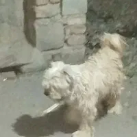 سگ شیتزو سوپر فلت