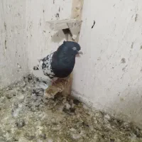 15عدد پلاکی دورگ بهبهانی