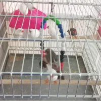 پرنده|پرنده|تهران, زرگنده|دیوار