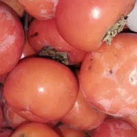 فروش خرمالوی شیرین و آبدار شمال