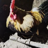 مرغ و خروس|حیوانات مزرعه|خوسف, |دیوار