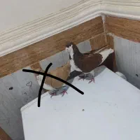 رنگی|پرنده|آبادان, |دیوار