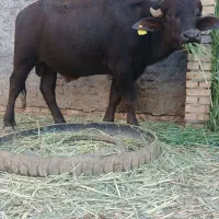 گاومیش نر (فحل)
