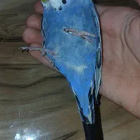 مرغ عشق پا شکسته جراحی لازم