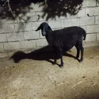 دو عدد گوسفند|حیوانات مزرعه|گنبد کاووس, |دیوار