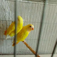 طوطی برزیلی|پرنده|شیراز, لاله|دیوار