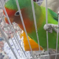 کوتوله برزیلی