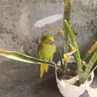 طوطی|پرنده|میناب, |دیوار