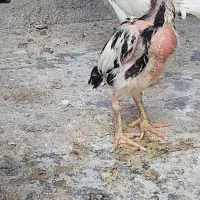 جوجه اوشامو اصیل وارداتی