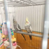 عروس هلندی با قفس کامل