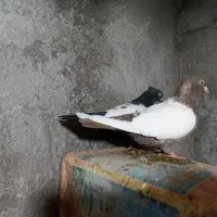 کفترو کبوتر