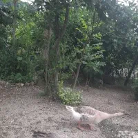 قوغاز محلی نر و ماده