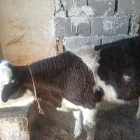 گاو با گوساله