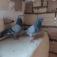 معاوضه مصافتی