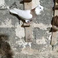 مال اینجا نیستن|پرنده|بروجرد, |دیوار