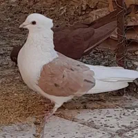 پشت زرد کاکلی نر