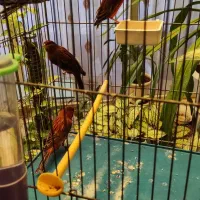 قناری ،سهره