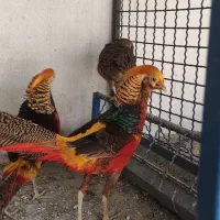 تزیینی بلژیکی و طاووس