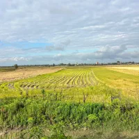 فروش زمین شالیزاری|فروش دفتر صنعتی، کشاورزی، تجاری|هادی شهر, |دیوار