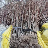 نهال آلوبخارا