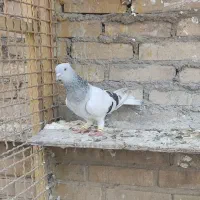 ماده شامی دمسفید درشت