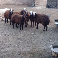 بره ماده|حیوانات مزرعه|تربتحیدریه, بالا ولایت|دیوار