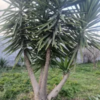 فروش گل یوگا