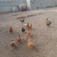 مرغ خروس|حیوانات مزرعه|باروق, |دیوار