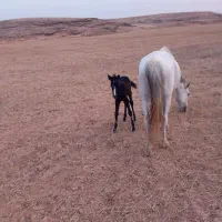 مادیان با کره اسب ۵ روزه