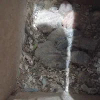 طوطی برزیلی(کتوله)