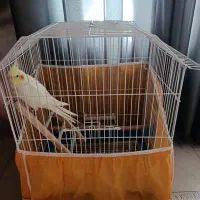 عروس هلندی|پرنده|فولادشهر, C1|دیوار