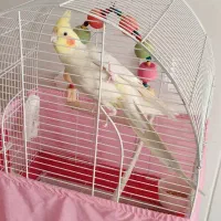 عروس هلندی نر 1 ساله