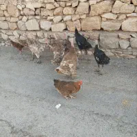 بوقلمون