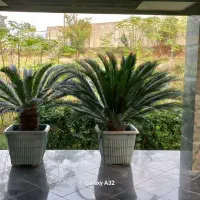 سیکاس ۱۰ساله