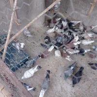 کبوتر. رنگی|پرنده|اردکان, |دیوار