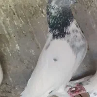 کبوتر