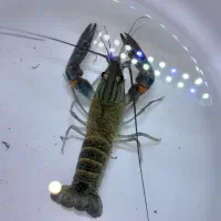 لابستر نر آبی استرالیایی|ماهی|مشهد, عبادی|دیوار