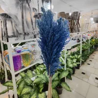 گل خشک پامپاس شفلرا پتوس دیفن آگلونما زاموفیلیا|گل و گیاه طبیعی|قم, ولیعصر|دیوار