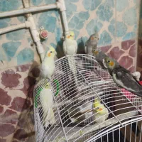 فروش عروس هلندی