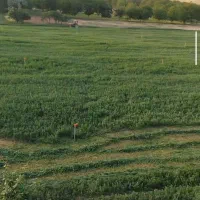 یونجه چین پنجم