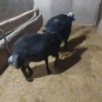 قوچ قره قزل درجه یک گله ای گوسفند