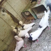 طوقی|پرنده|باغ بهادران, |دیوار