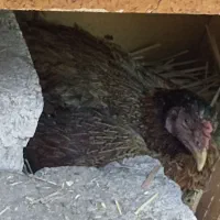 تخم مرغ لاری وگلین ومرغ کرک فروشی رودان