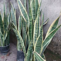 سانسوریا لبه طلایی هر غلاف 50 تا 70تومن