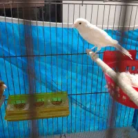 قناری جفت با جوجه