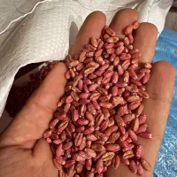 بذر گندم (گندم بذری اوبا)