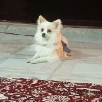 باسلام