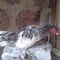 لاری نصل پاکستانی|حیوانات مزرعه|ری, حمزهآباد|دیوار