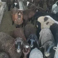 کارگر دام داری میخوام